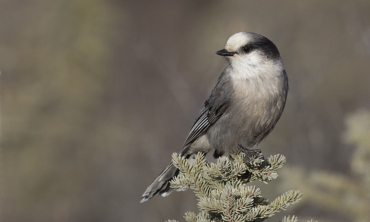Canada Jay - ML151799361