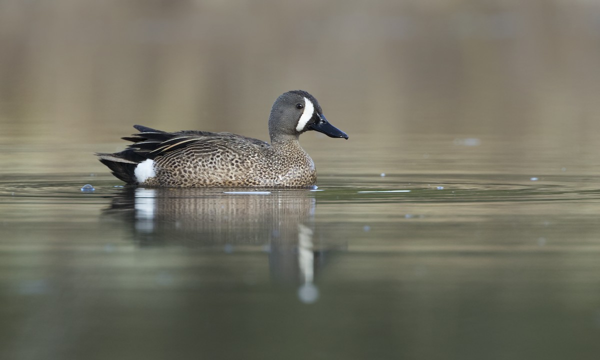 Blue-winged Teal - ML151799571