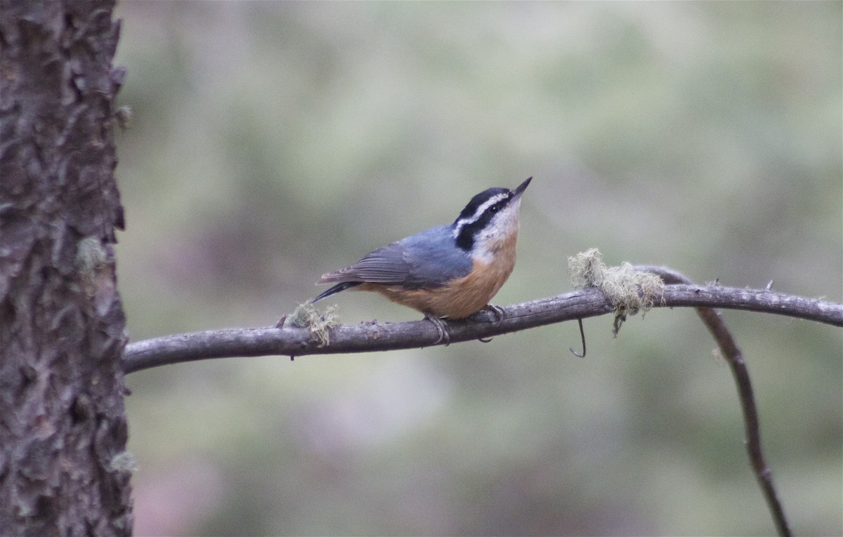 Red-breasted Nuthatch - ML151799881
