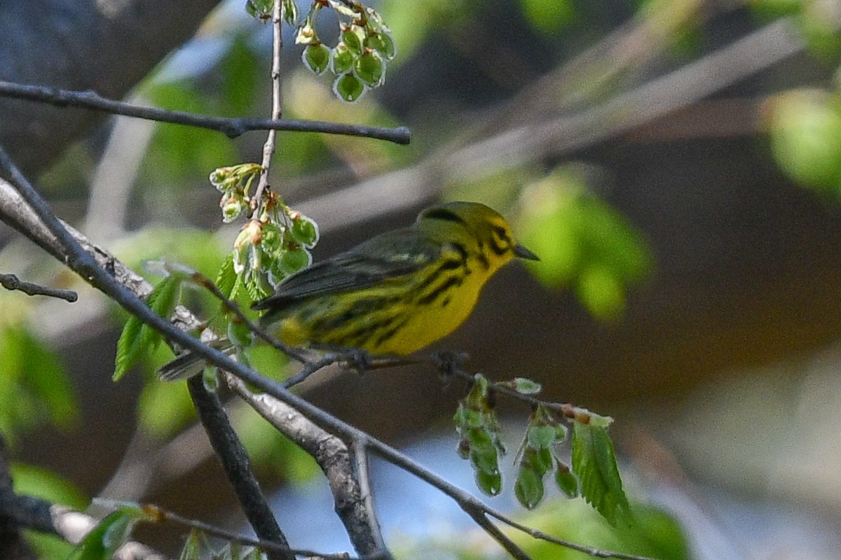 Prairie Warbler - ML151800921