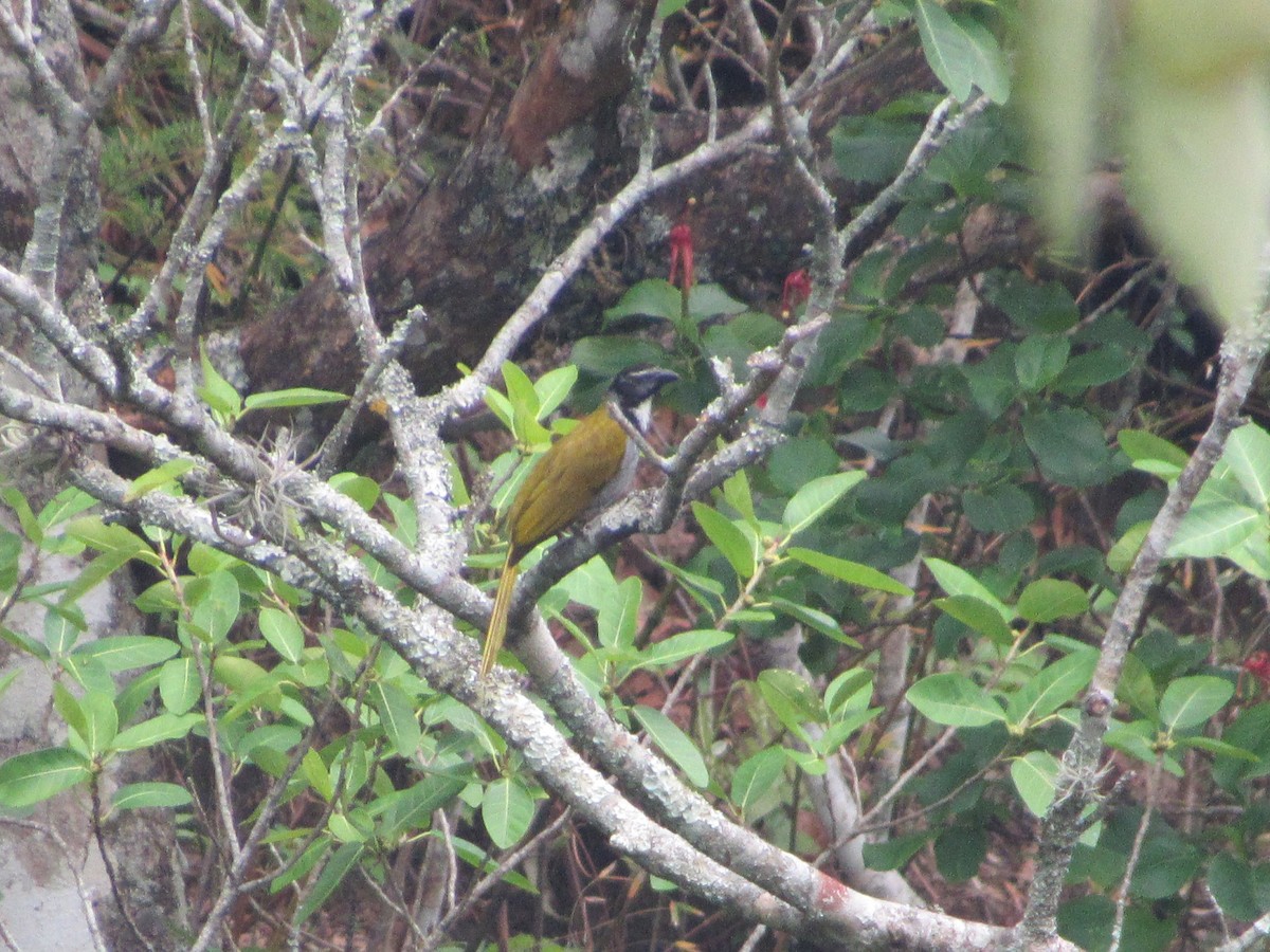 Saltator à tête noire - ML151803261