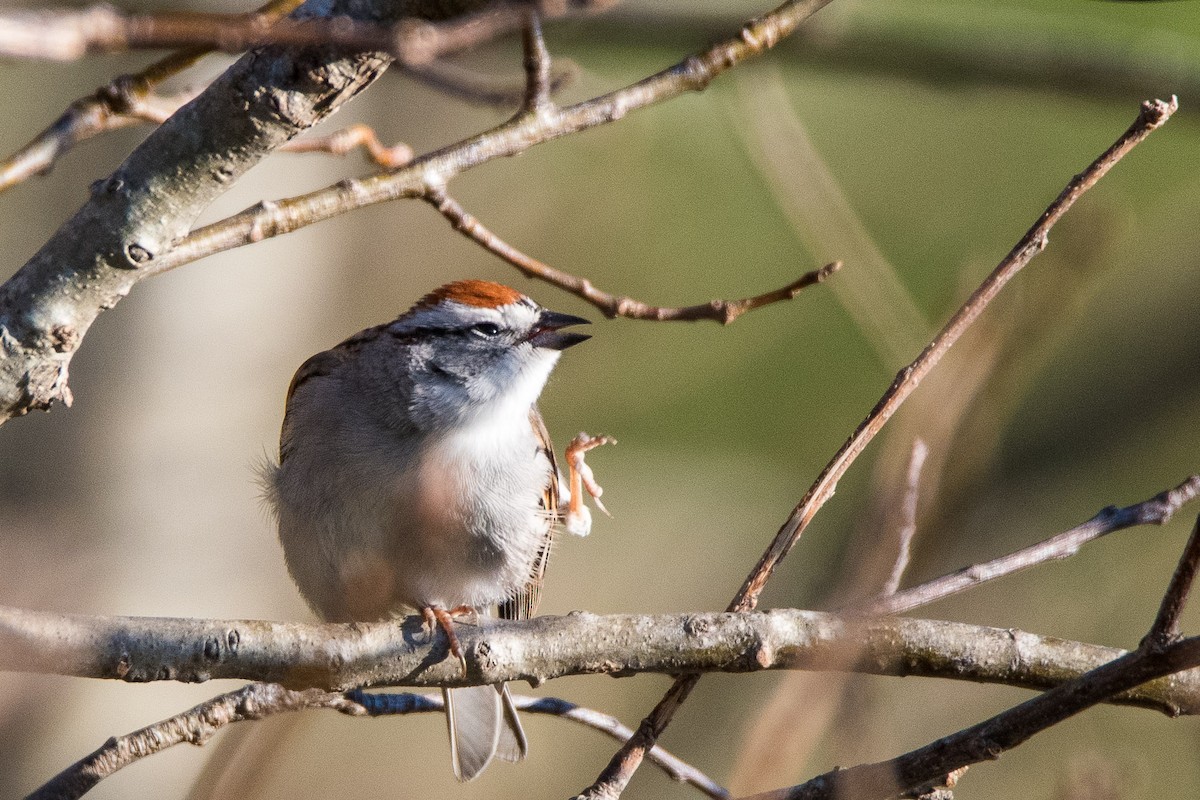 Chipping Sparrow - ML151804061