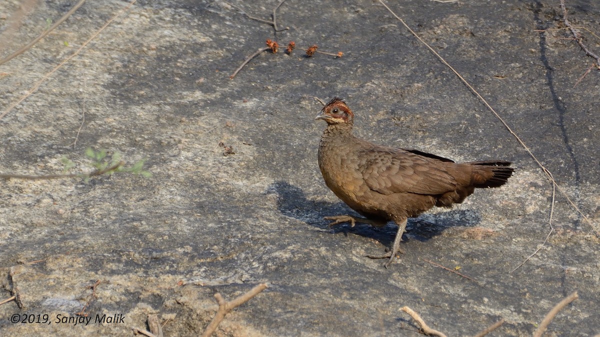 Painted Spurfowl - ML151804181