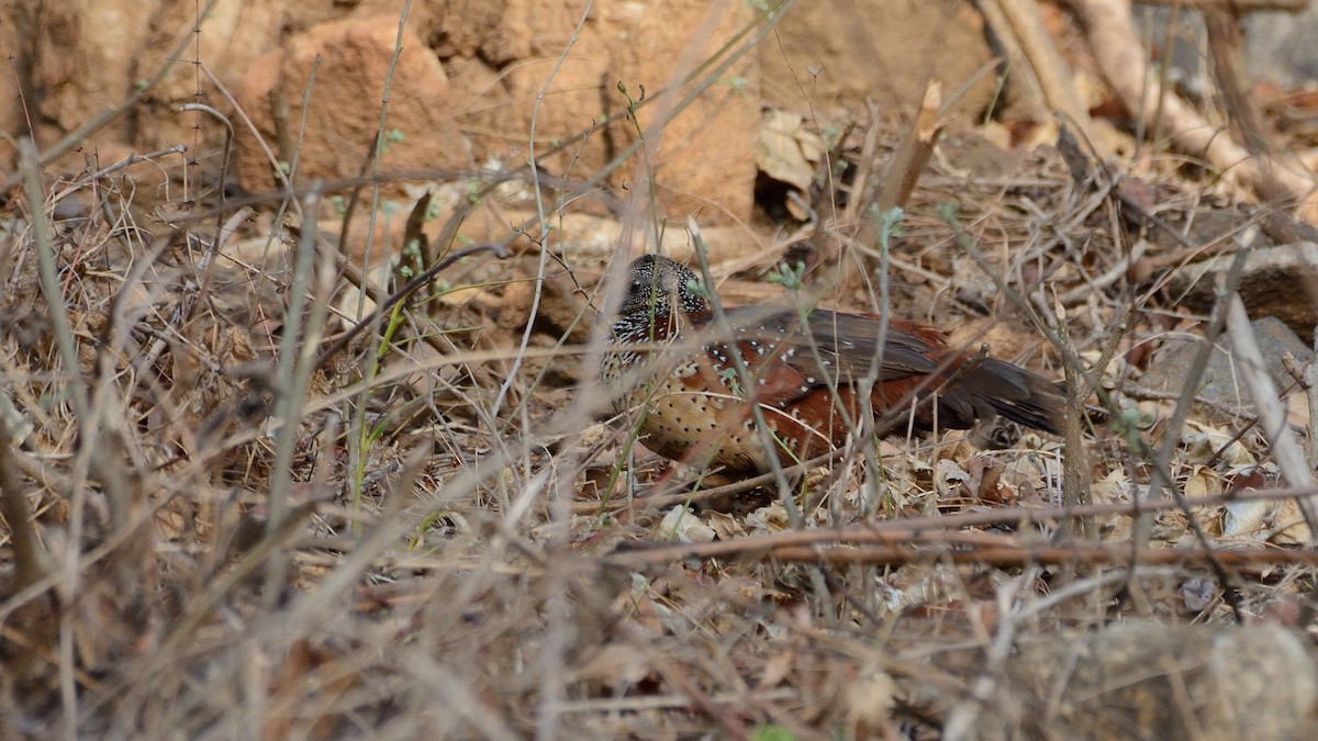 Painted Spurfowl - ML151804191