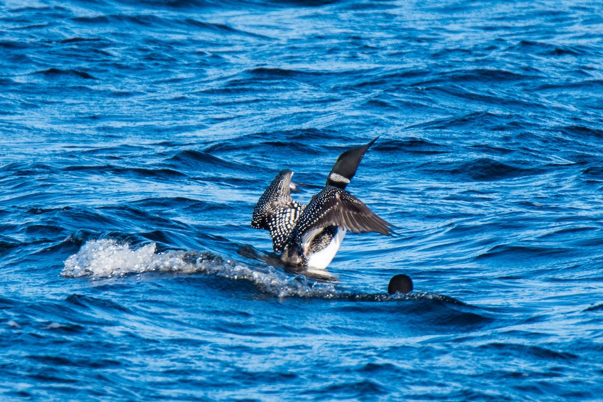 Common Loon - Jim Dehnert