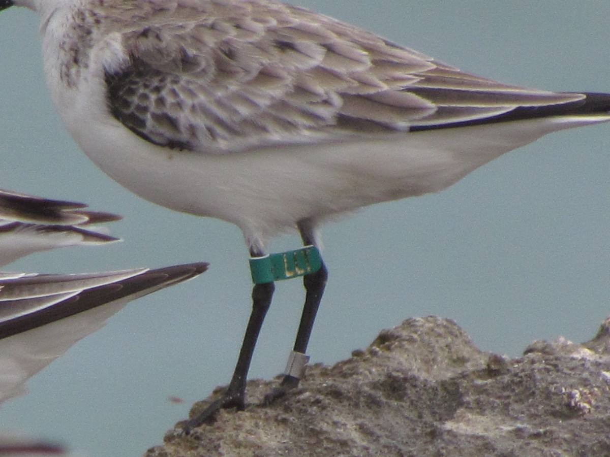 Bécasseau sanderling - ML151804821