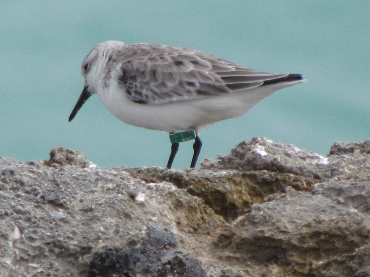 Sanderling - Julian E. Moore