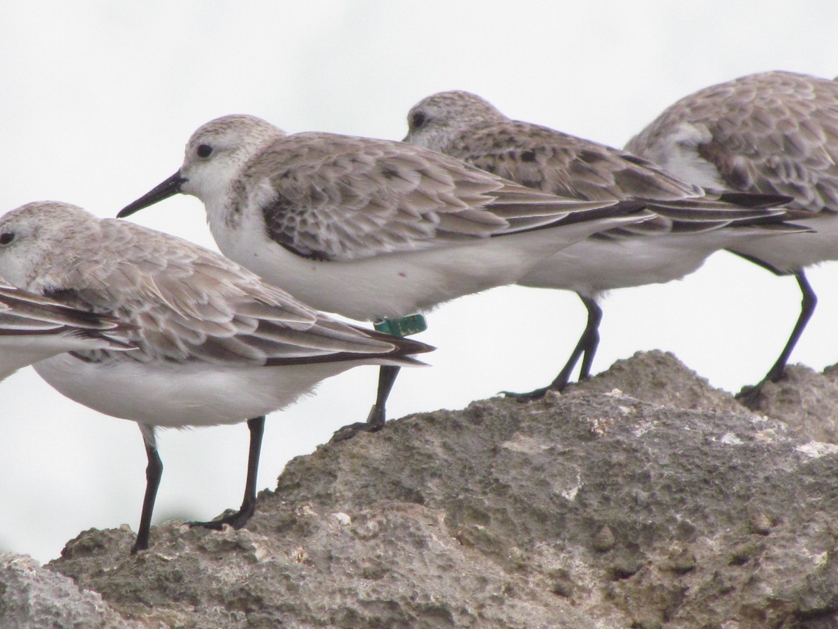 Bécasseau sanderling - ML151804851