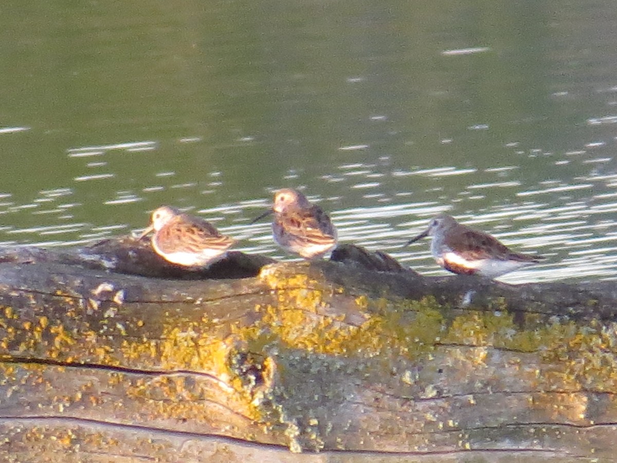 Dunlin - ML151805381