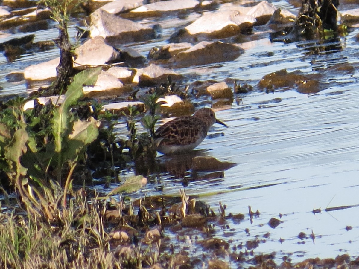 pygmésnipe - ML151805451