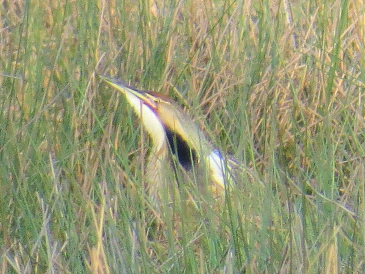 American Bittern - ML151805491