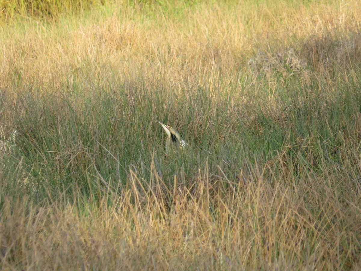 Schwarzbart-Rohrdommel - ML151805501