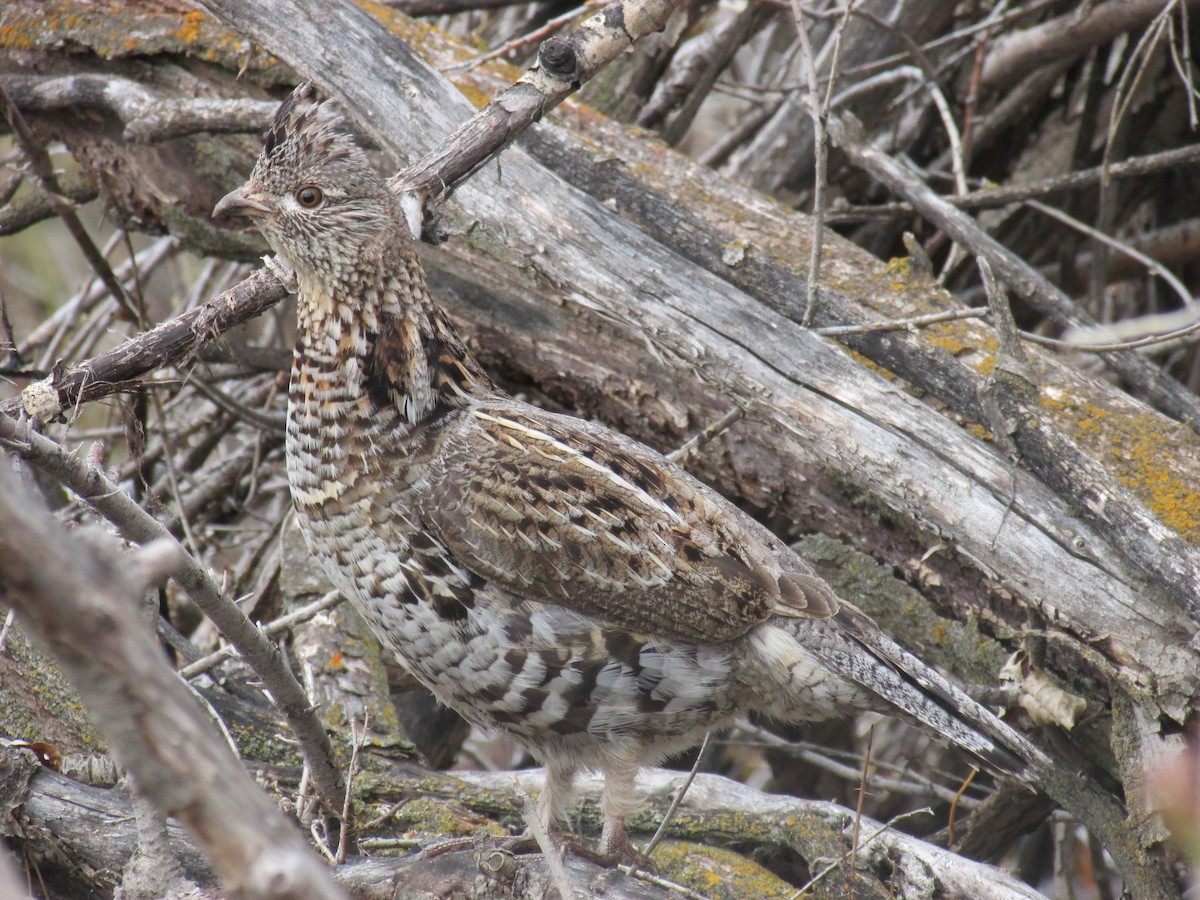 Ruffed Grouse - ML151806251