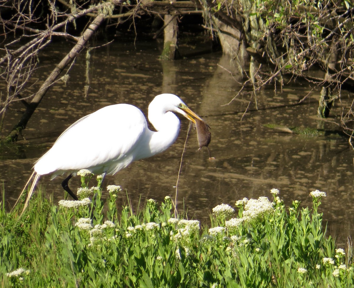 Great Egret - Petra Clayton