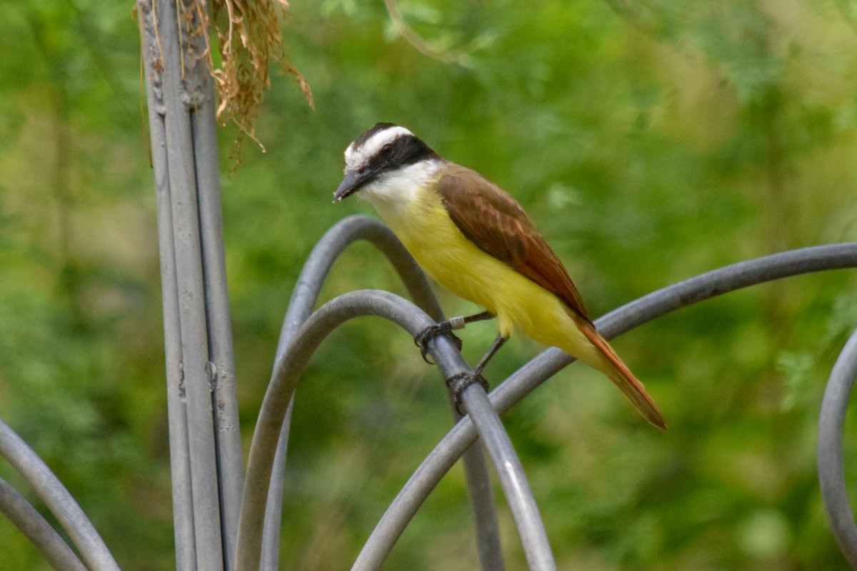 Great Kiskadee - ML151806481