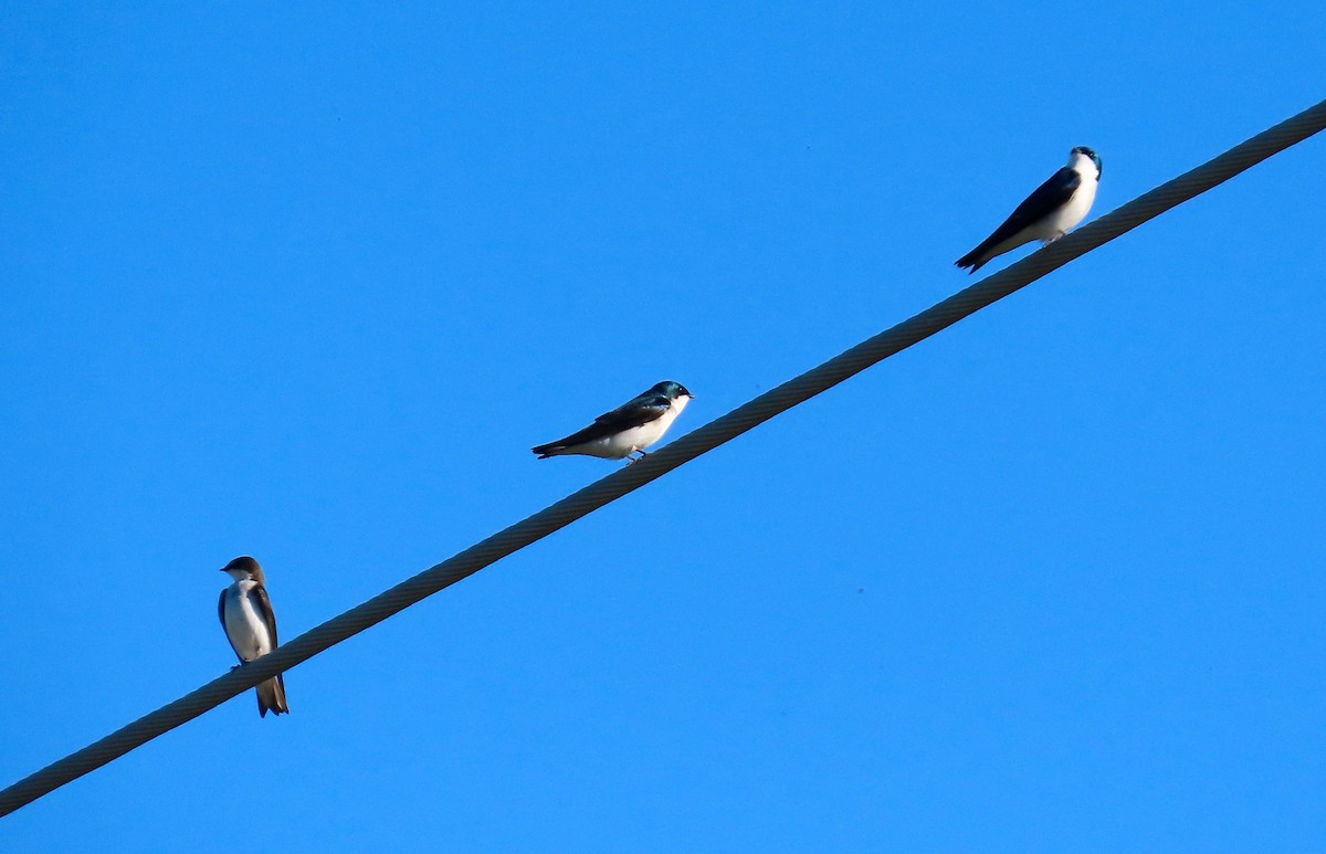 Tree Swallow - Petra Clayton