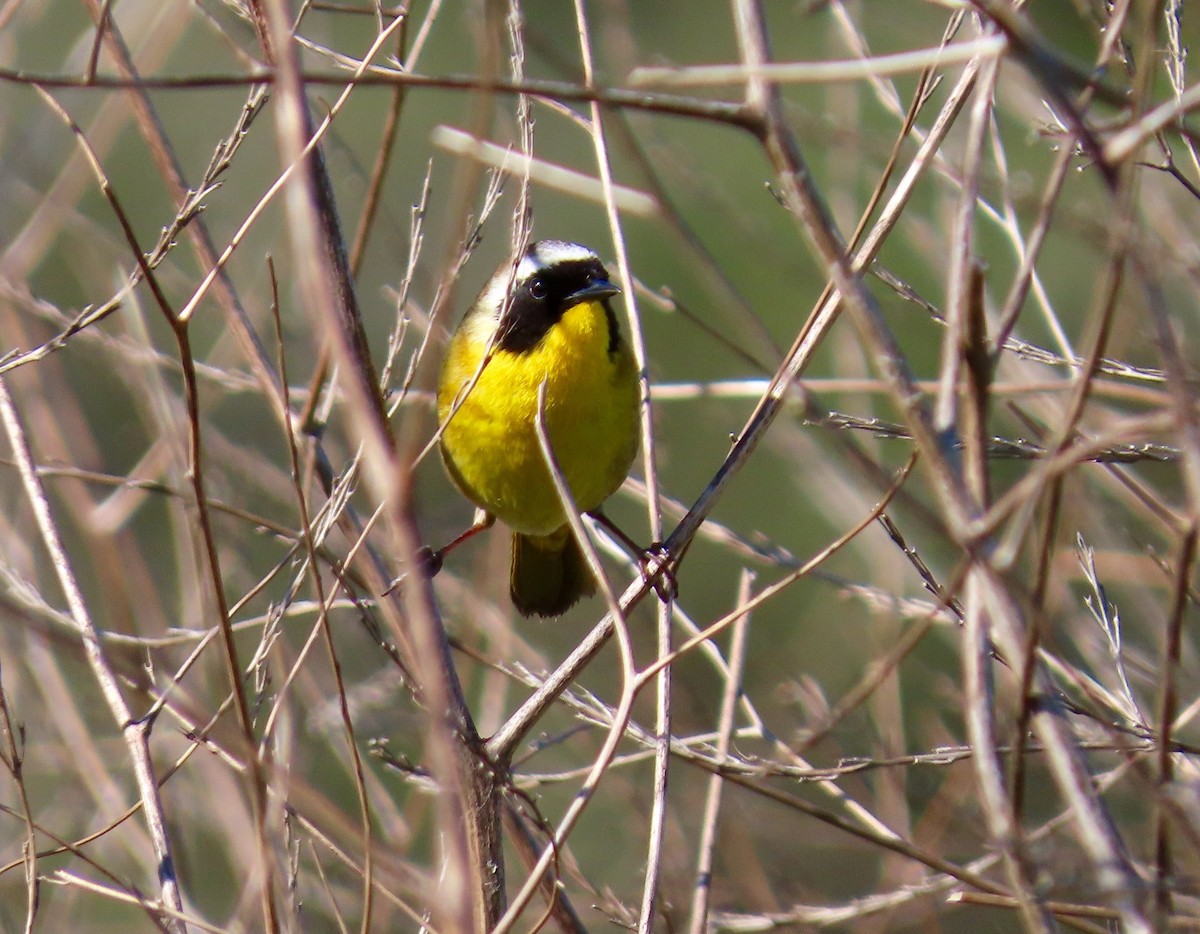 Common Yellowthroat - Petra Clayton