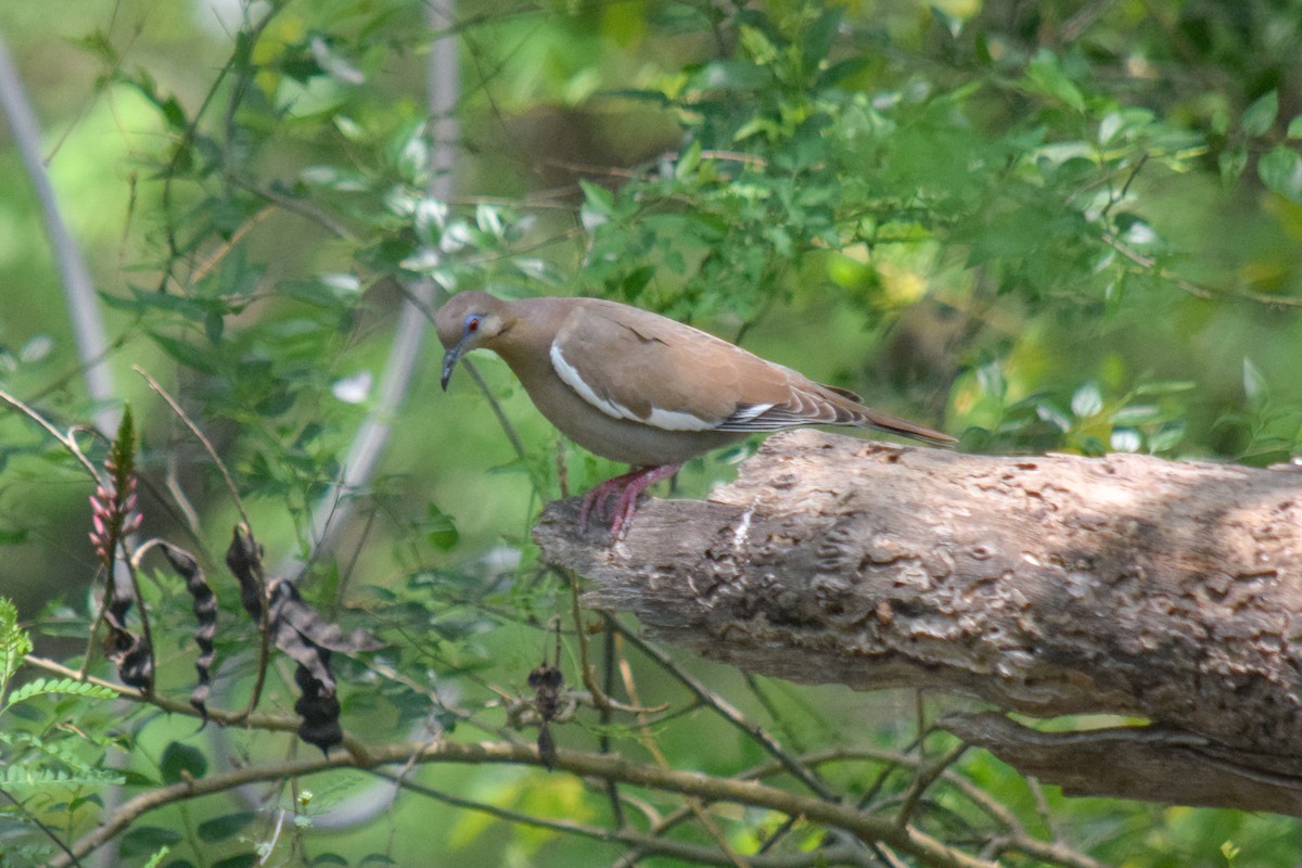 White-winged Dove - ML151806851