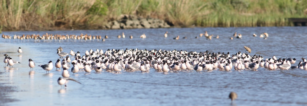 Franklin's Gull - ML151807061