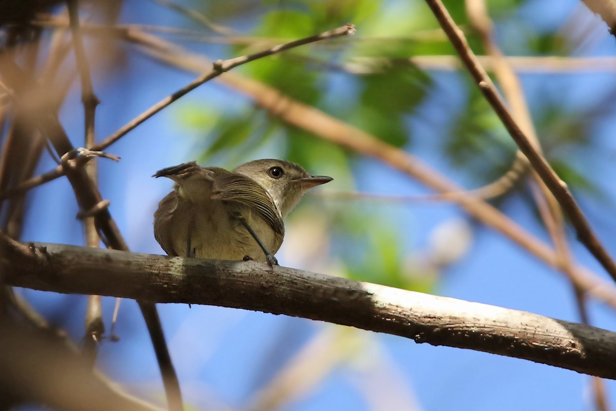 Flat-billed Vireo - Volker Hesse