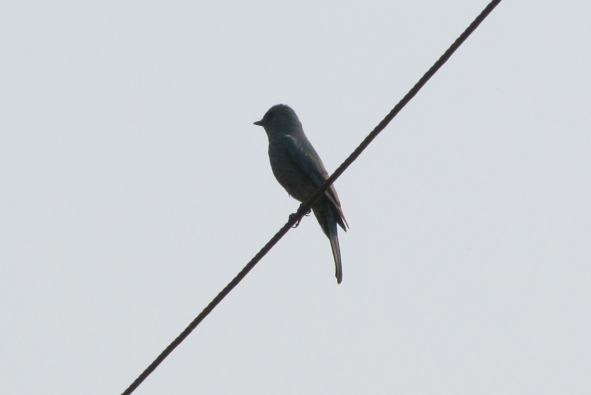 Verditer Flycatcher - ML151807801