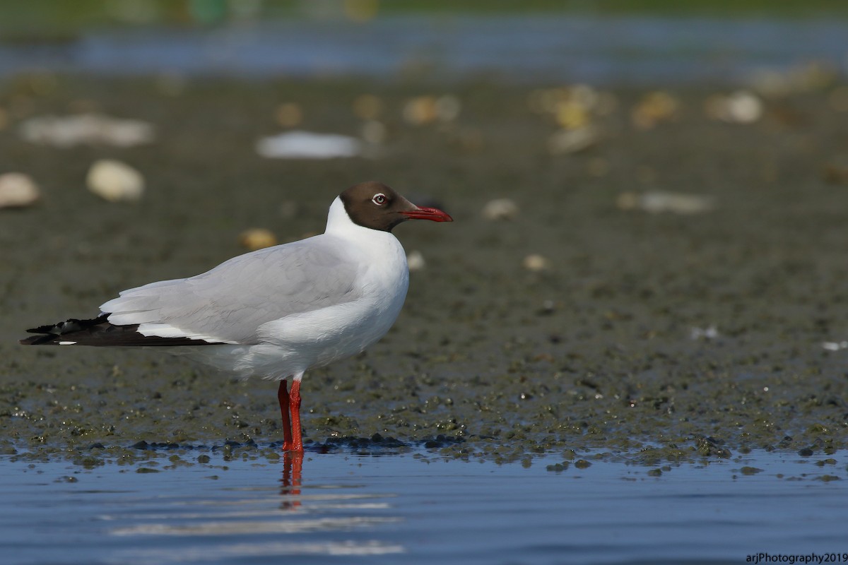 Brown-headed Gull - ML151807841