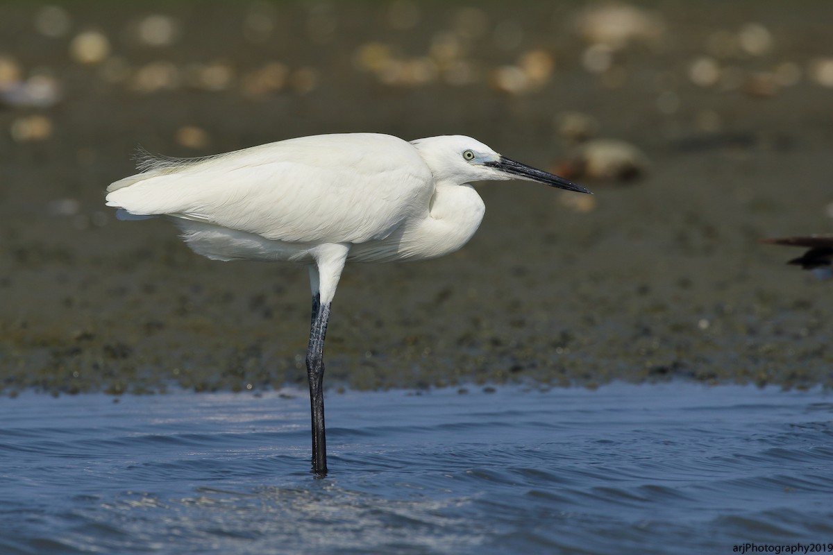 Little Egret - ML151808011