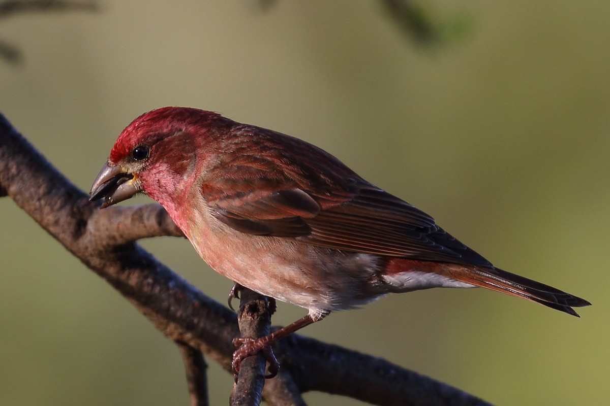 Purple Finch - Kent Leland
