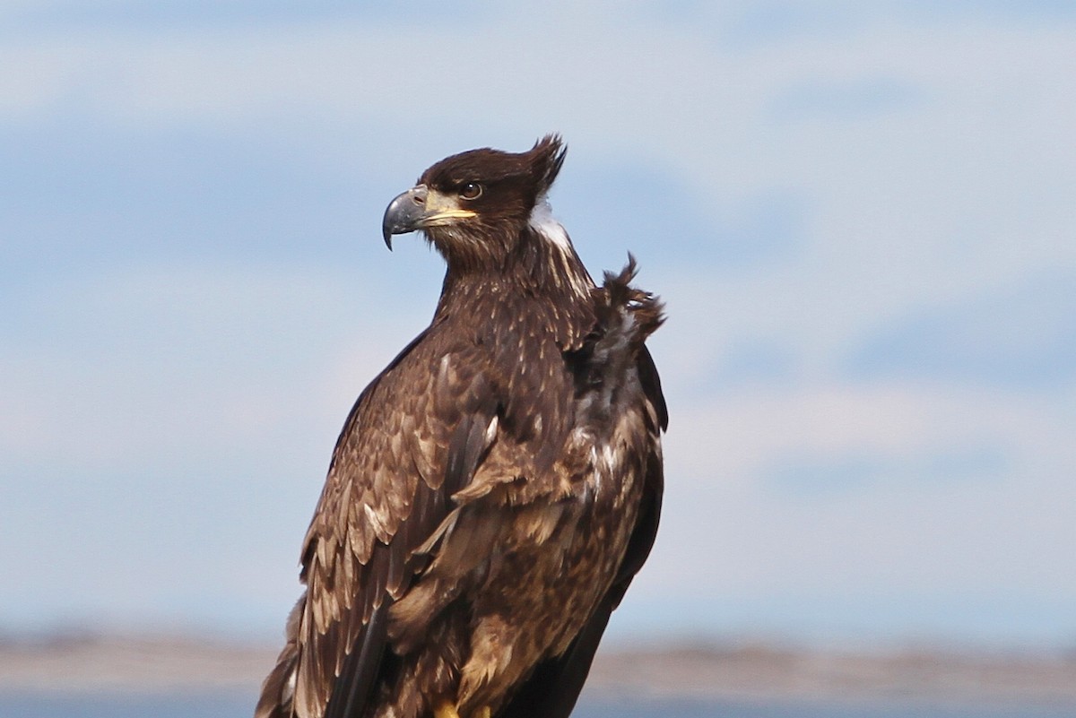 Bald Eagle - ML151808121