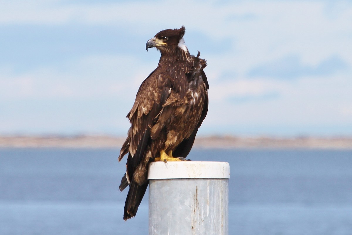 Bald Eagle - ML151808171