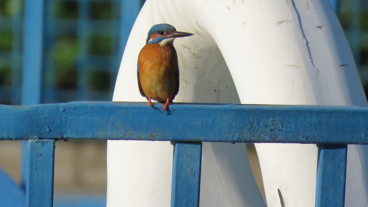 Common Kingfisher - ML151808391