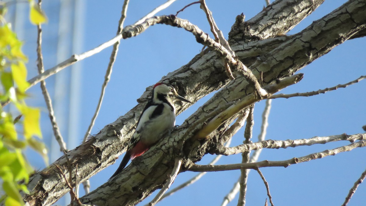 Syrian Woodpecker - ML151808481