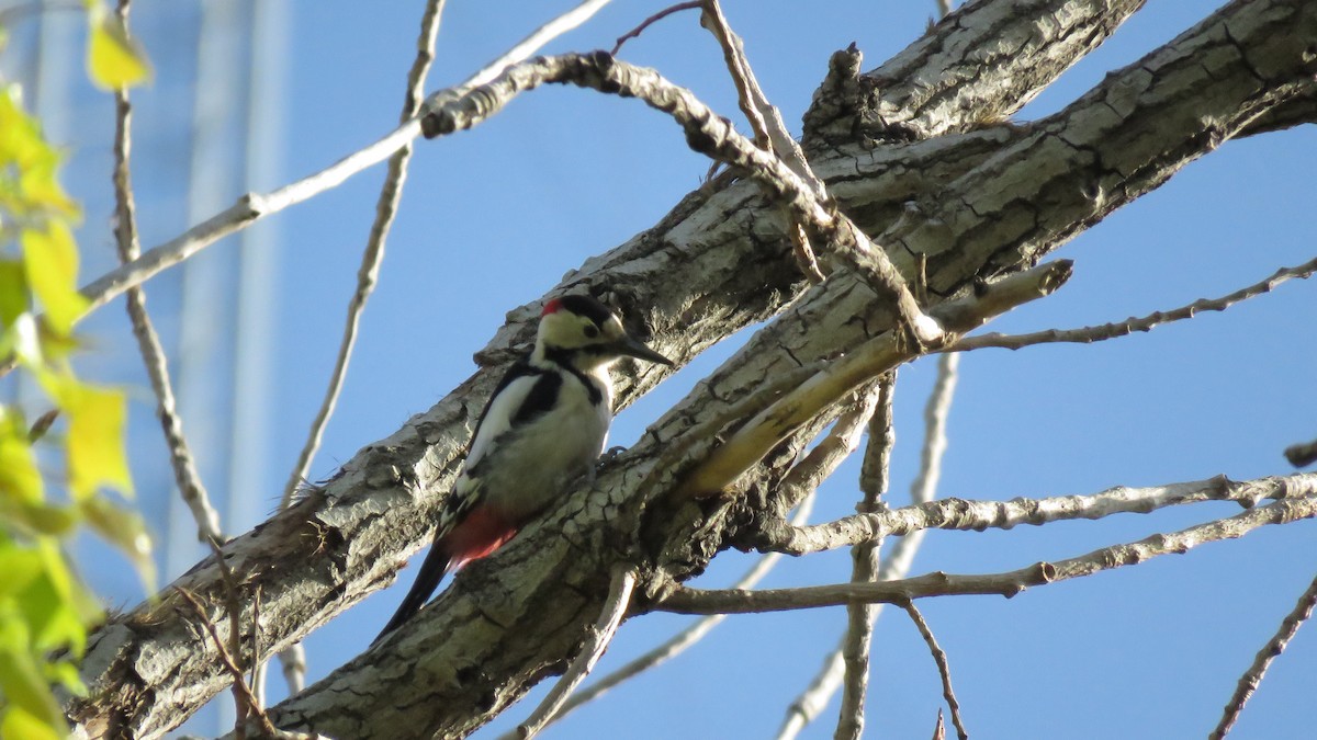 Syrian Woodpecker - ML151808491