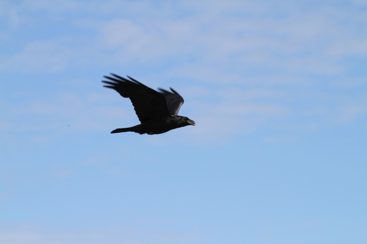 Common Raven - ML151808561