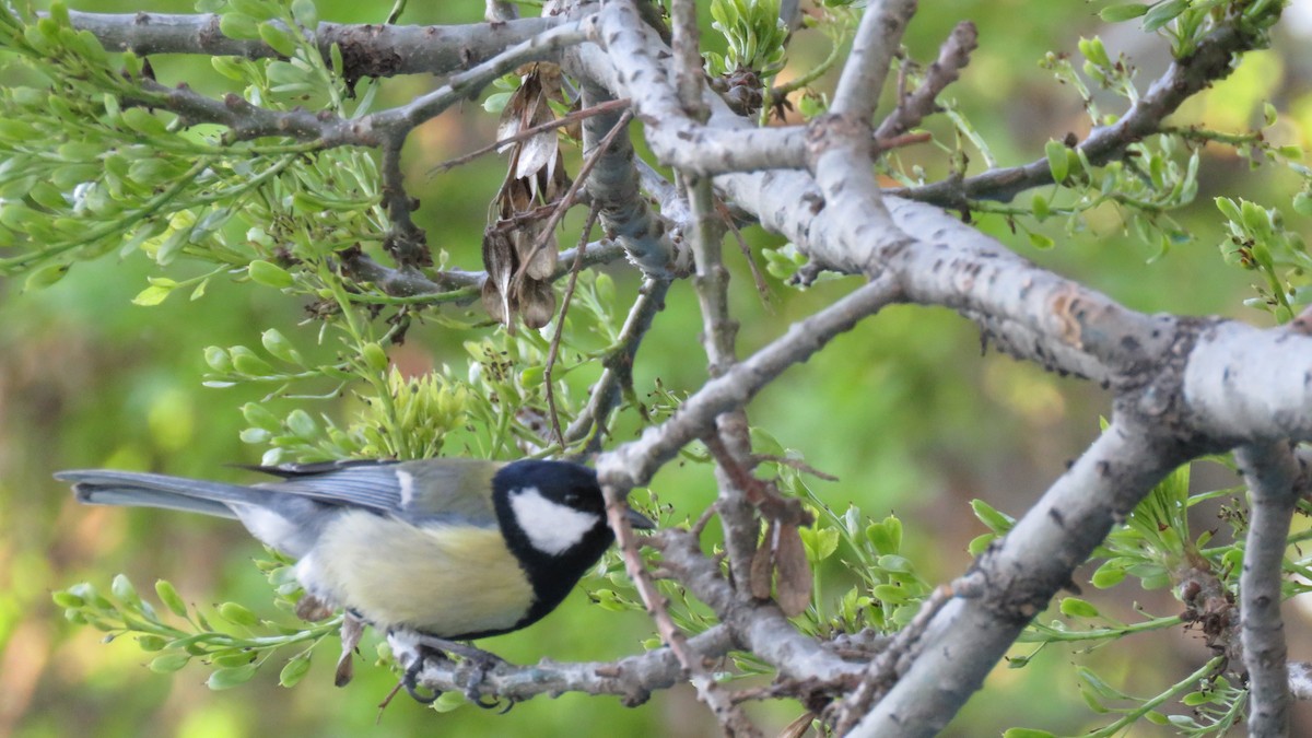 Great Tit - ML151808671