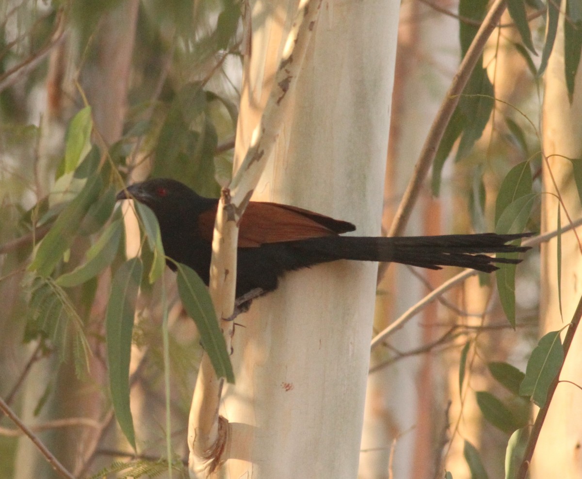 Greater Coucal - ML151809131