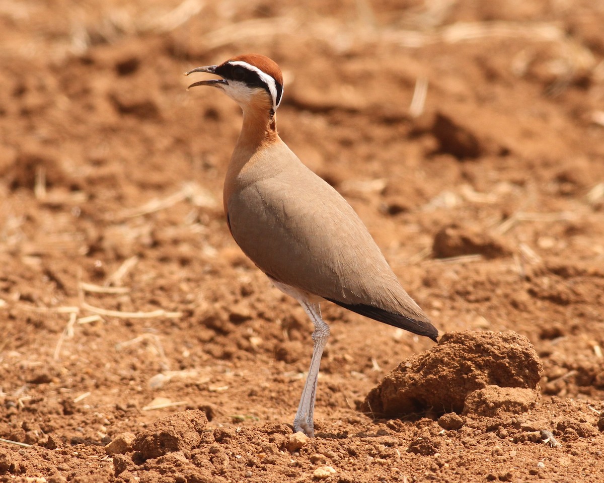 Indian Courser - ML151809201
