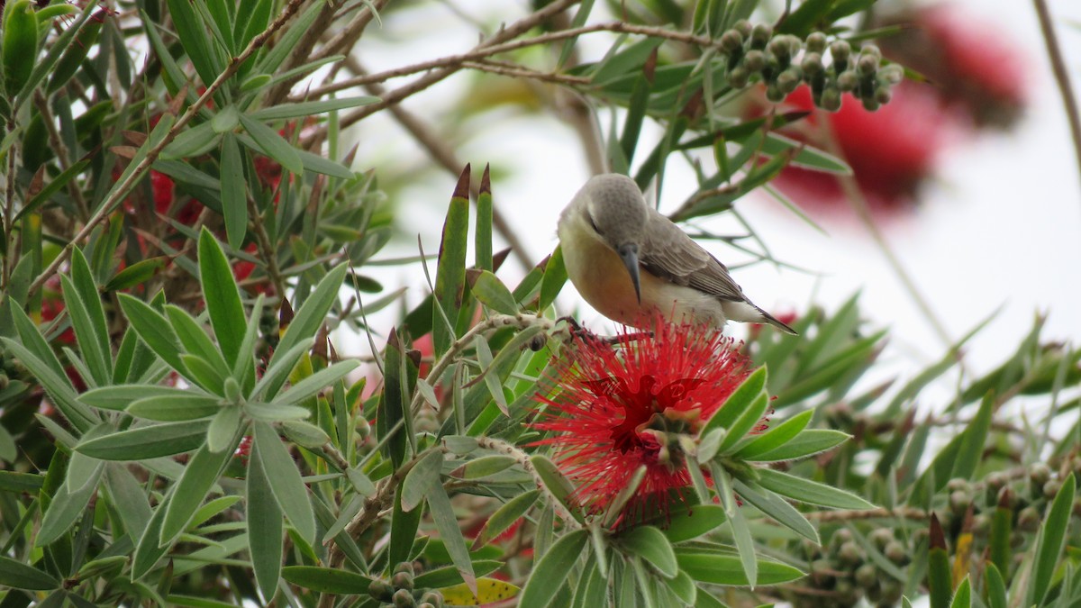 Purple Sunbird - ML151809331