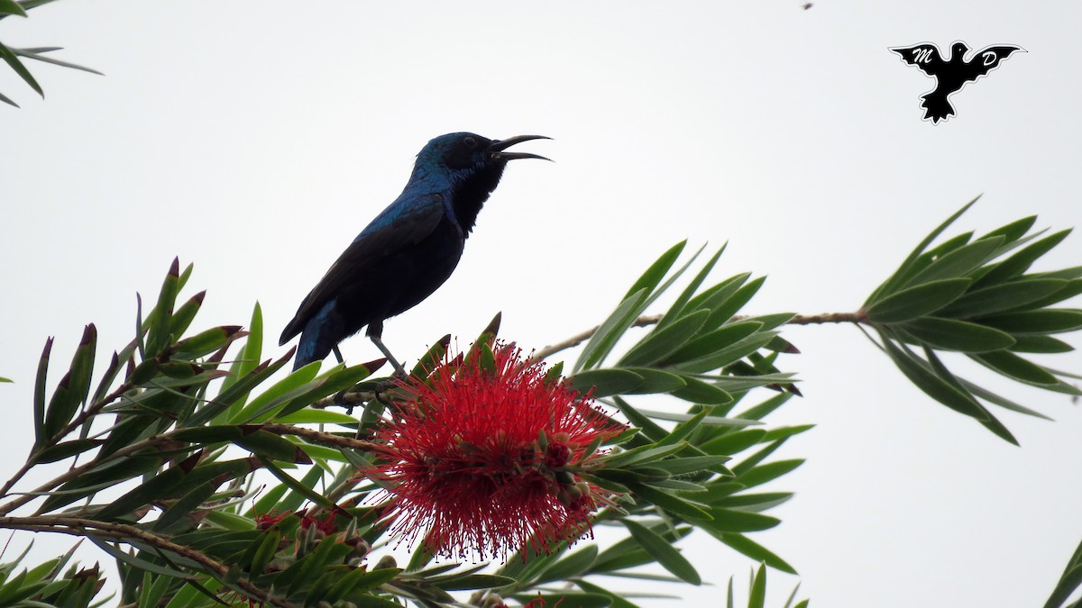 Purple Sunbird - ML151809341