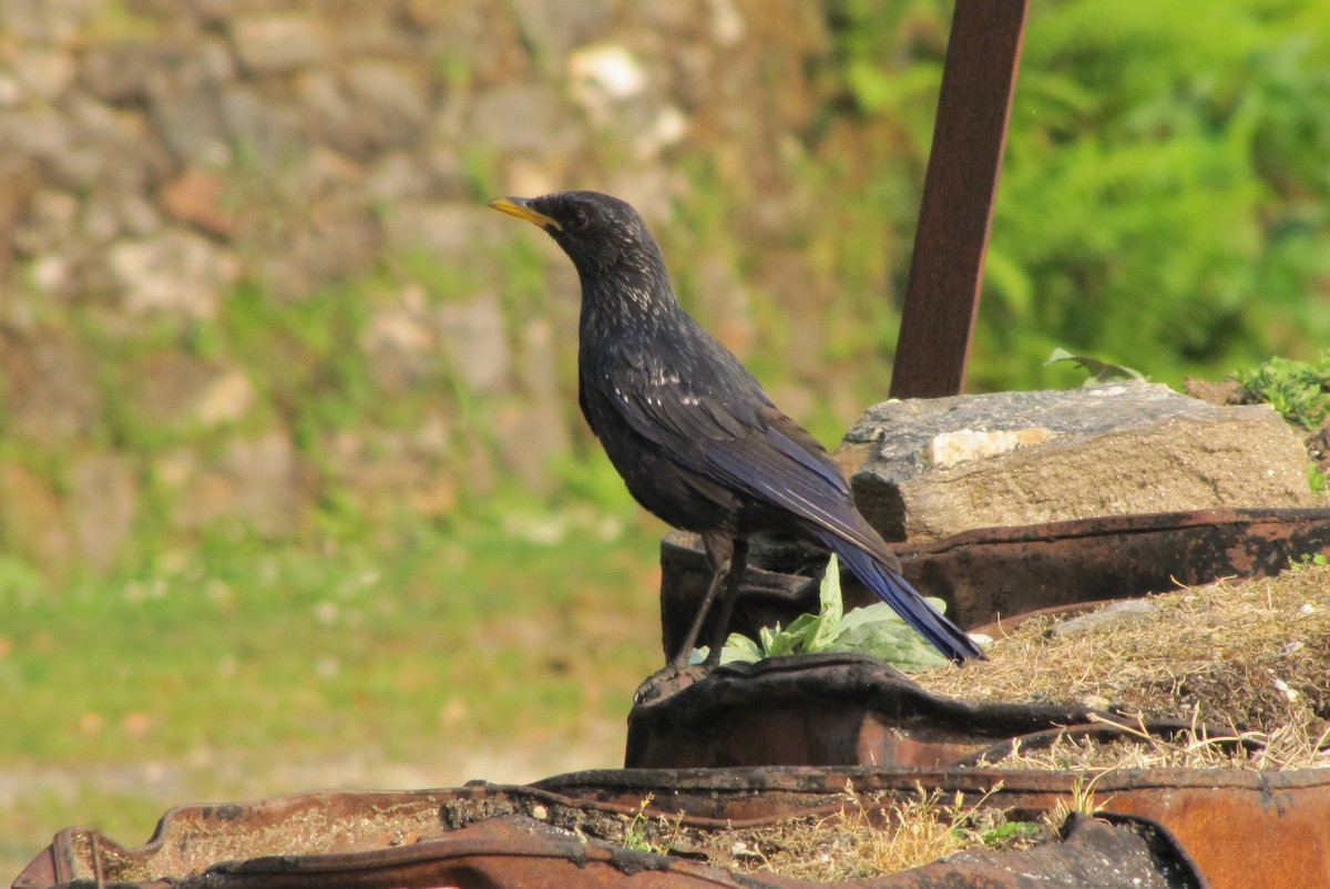 Blue Whistling-Thrush - ML151809401