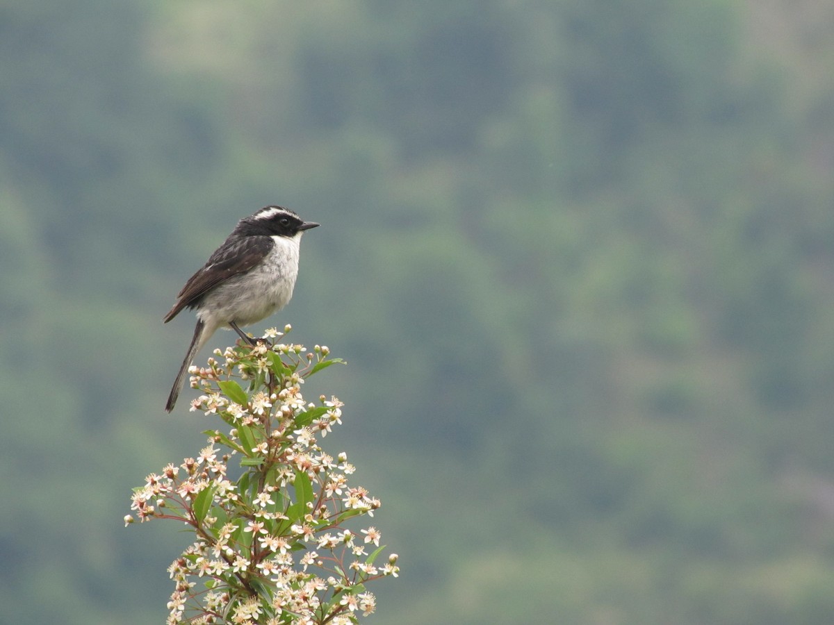 Gray Bushchat - ML151809441