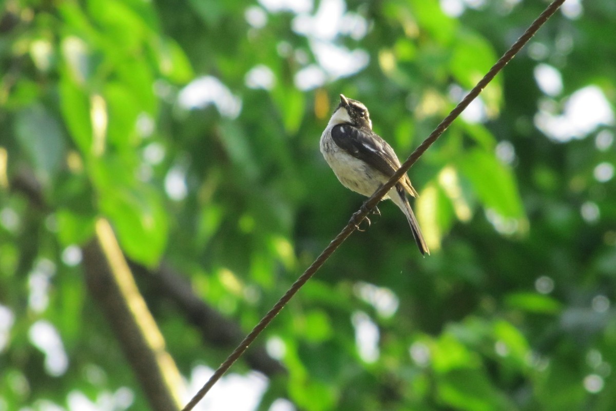 Gray Bushchat - ML151809621