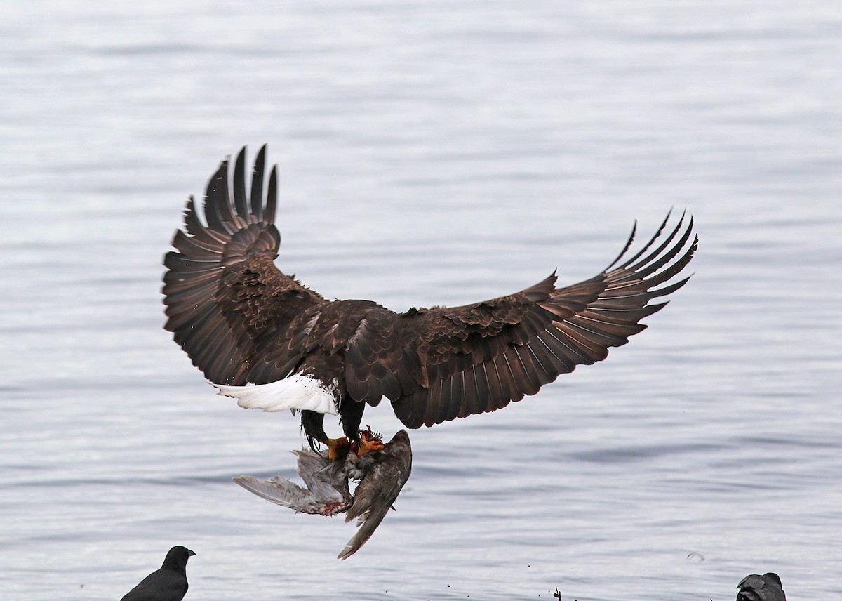 Bald Eagle - ML151809731