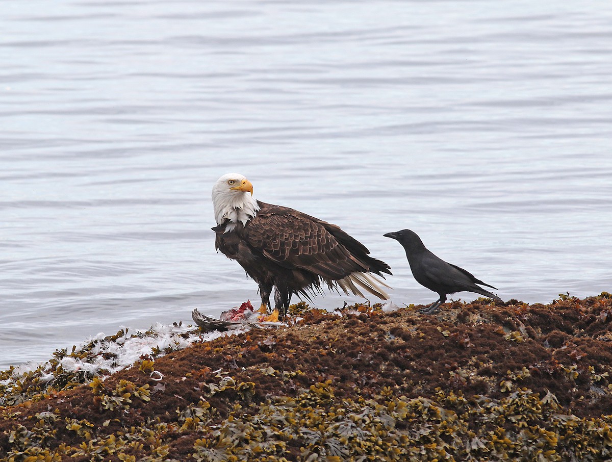 Weißkopf-Seeadler - ML151809751