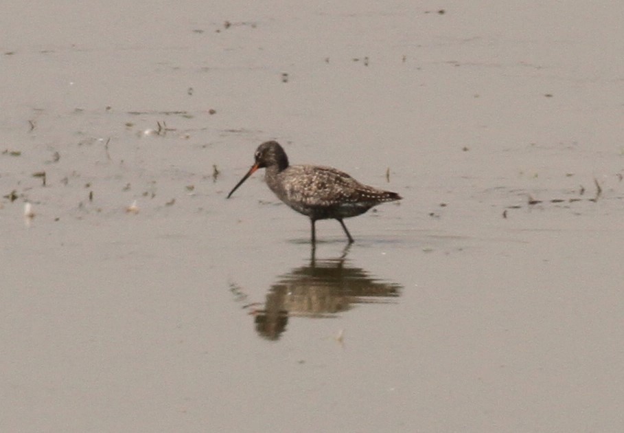 Spotted Redshank - ML151810351