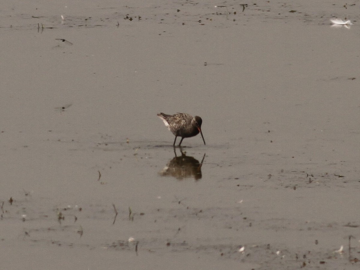 Spotted Redshank - ML151810361