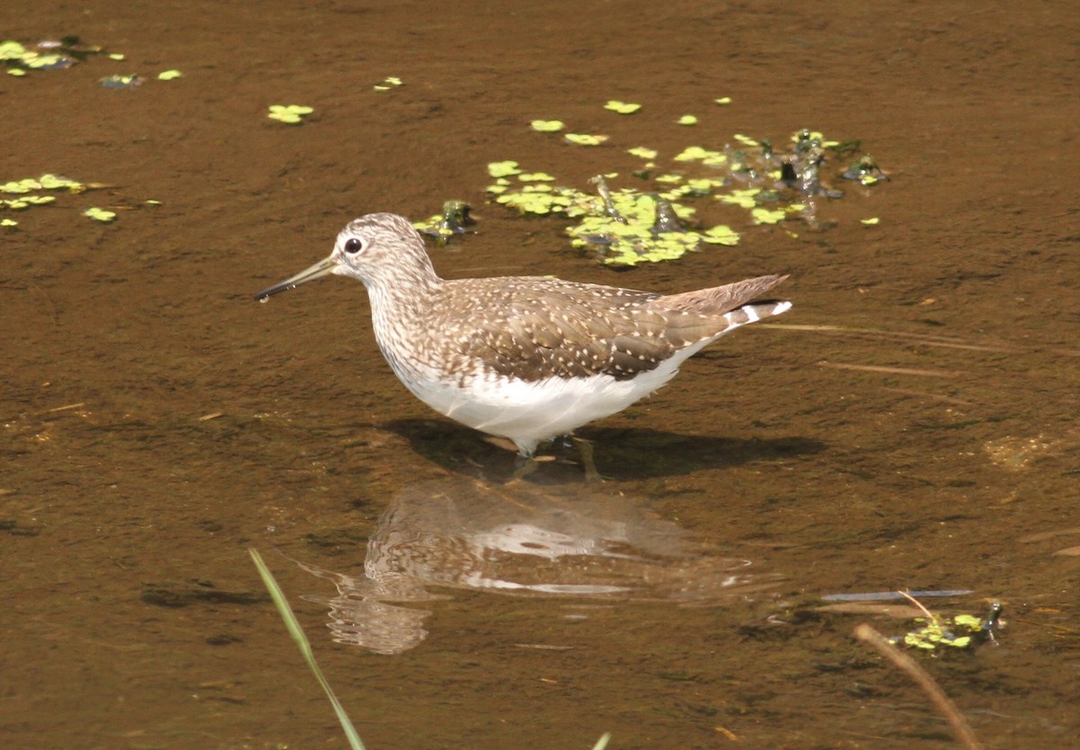 Green Sandpiper - ML151810561