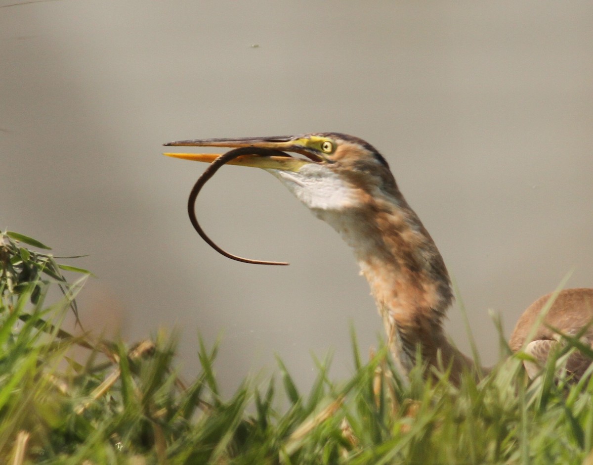 Purple Heron - ML151811171