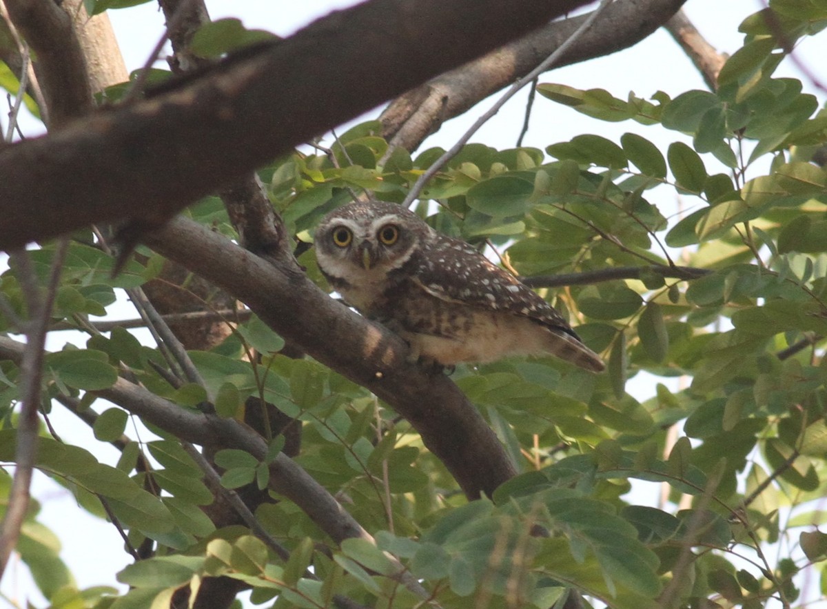 Spotted Owlet - Paul Bourdin