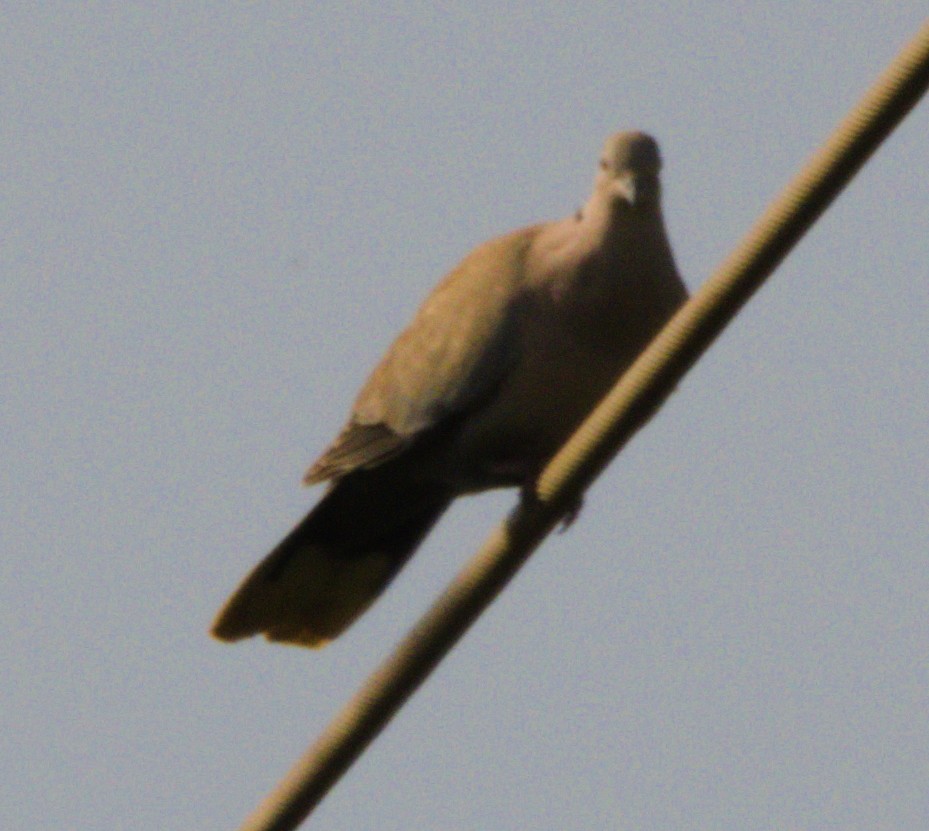 Tórtola Senegalesa - ML151812121